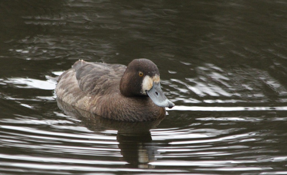 Greater Scaup